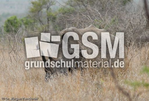 Breitmaulnashorn (4 von 28).jpg